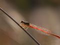 Agrion délicat (Ceragrion tenellum)