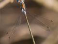 Leste fiancé mâle (Lestes sponsa)