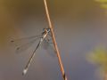 Leste fiancé mâle (Lestes sponsa)