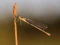 Leste fiancé femelle (Lestes sponsa)
