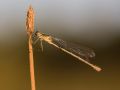 Leste fiancé femelle (Lestes sponsa)