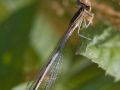 Agrion blanchâtre femelle (Platycnemis latipes)