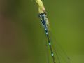 Agrion joli (Coenagrion pulchellum)