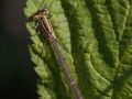 Agrion porte coupe femelle (Enallagma cyathigerum)